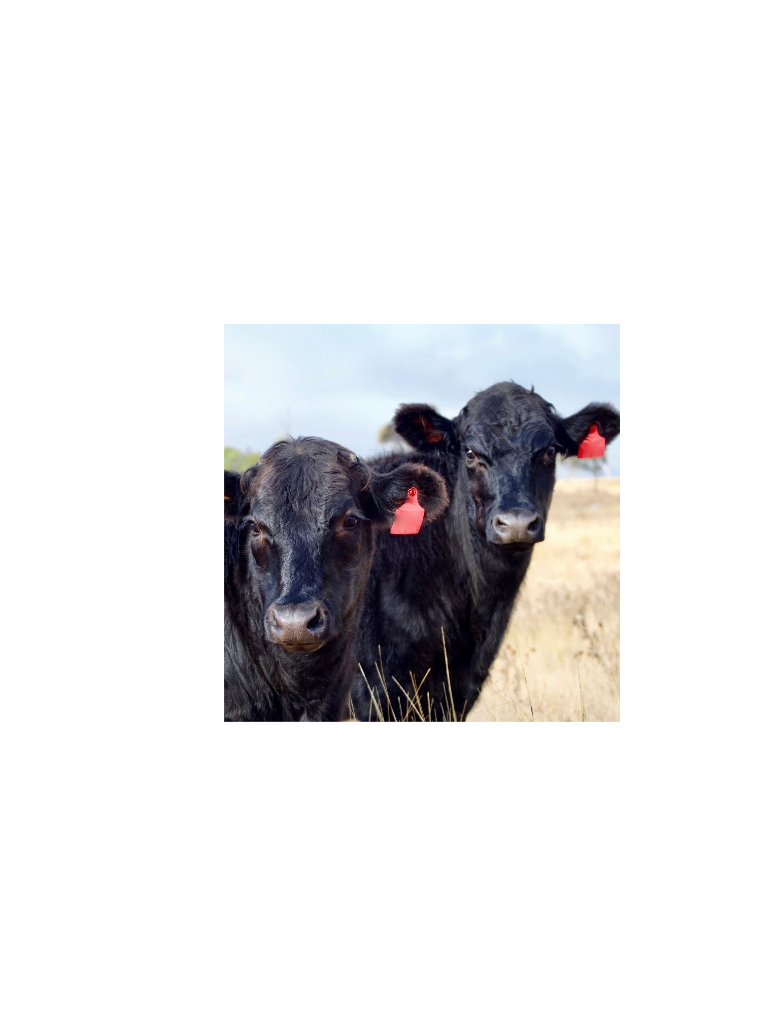 Cattle Grading Clinic photo