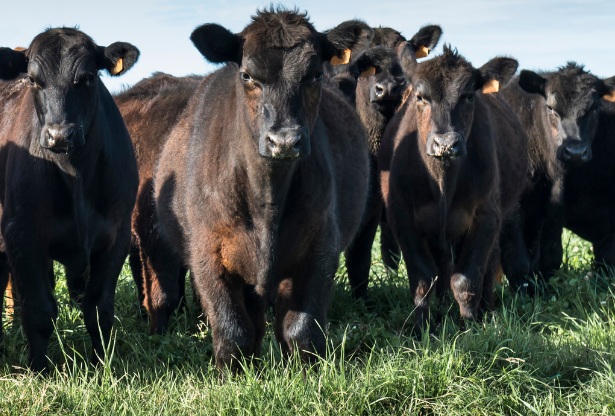 Master Cattleman Program 2025 web photo