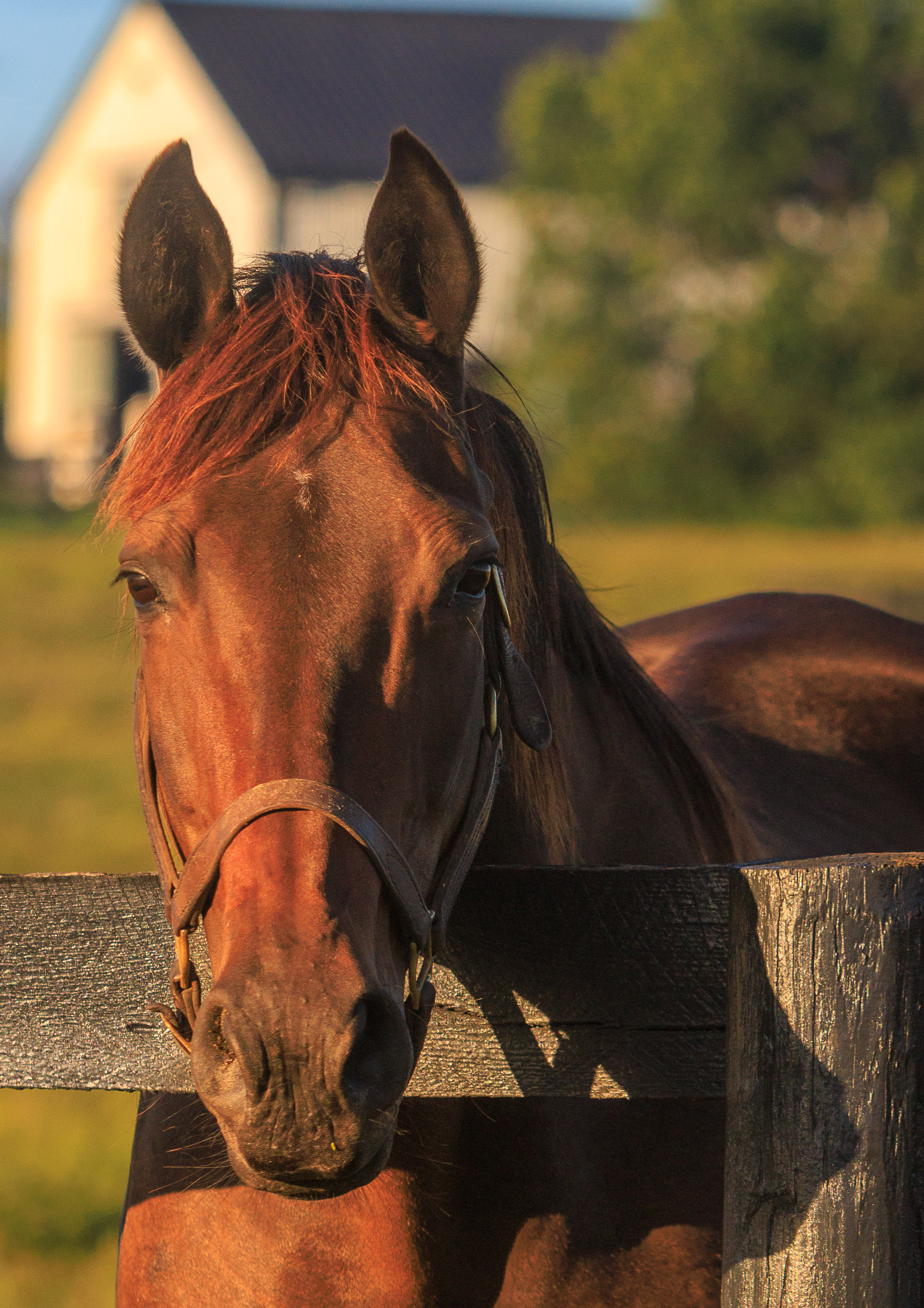 UK Horse photo