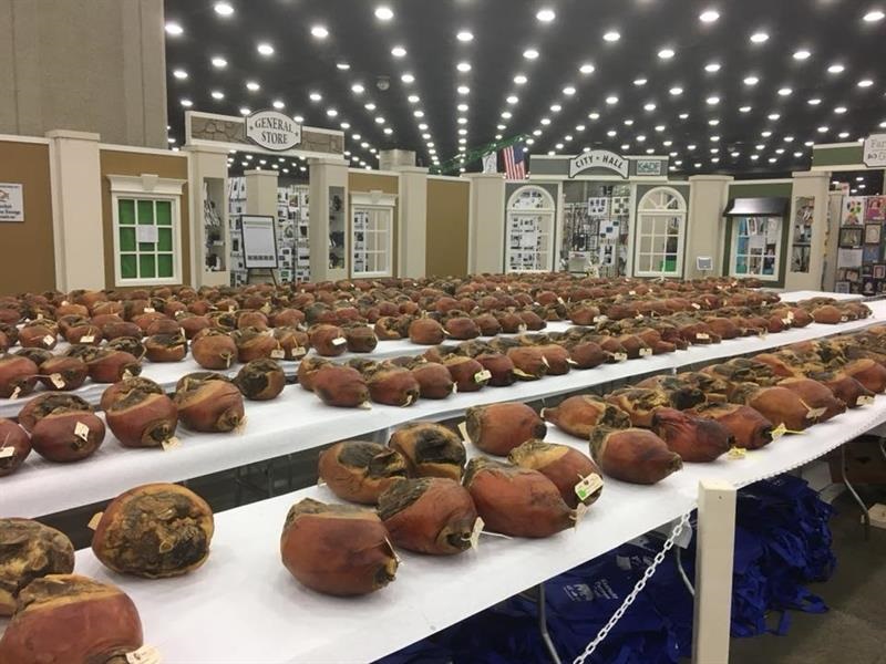 4-H Country Ham Project photo at KY State Fair