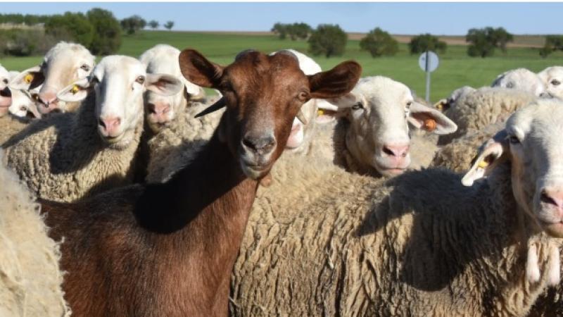 Sheep and Goat - Small Ruminant photo